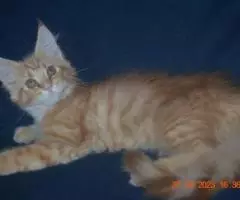 Красная и прекрасная кошечка мейн-кун из питомника - 2