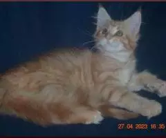 Красная и прекрасная кошечка мейн-кун из питомника - 3