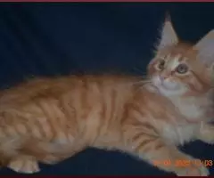 Красная и прекрасная кошечка мейн-кун из питомника - 4