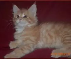 Красная и прекрасная кошечка мейн-кун из питомника - 5