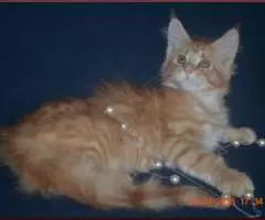 Красная и прекрасная кошечка мейн-кун из питомника - 6