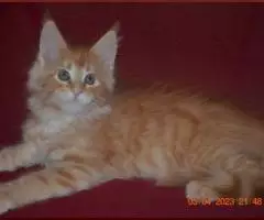 Красная и прекрасная кошечка мейн-кун из питомника - 7