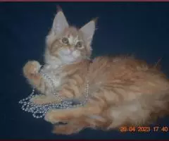 Красная и прекрасная кошечка мейн-кун из питомника - 8