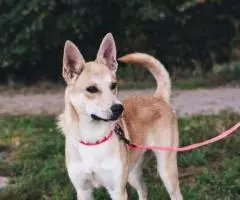 Веселушка Глаша отдается в добрые руки - 2