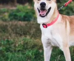 Веселушка Глаша отдается в добрые руки - 3