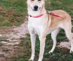 Веселушка Глаша отдается в добрые руки - 4