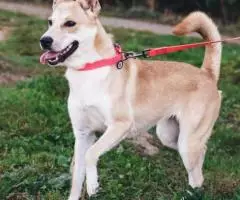 Веселушка Глаша отдается в добрые руки - 5