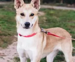 Веселушка Глаша отдается в добрые руки - 6