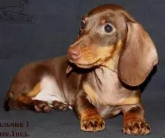 Такса миниатюрная/кроличья- шоколадные щенки - 2