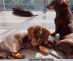 Такса миниатюрная/кроличья- шоколадные щенки - 3