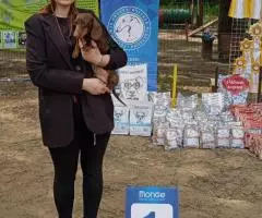 Такса миниатюрная/кроличья- шоколадные щенки - 4