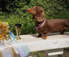 Такса миниатюрная/кроличья- шоколадные щенки - 5