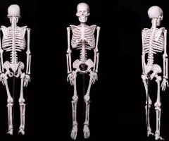 Модель "Скелета человека 85 см" анатомический