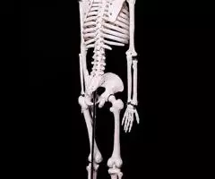 Модель "Скелета человека 85 см" анатомический - 2