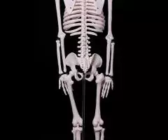 Модель "Скелета человека 85 см" анатомический - 3