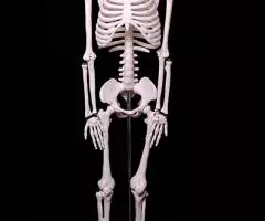 Модель "Скелета человека 85 см" анатомический - 4