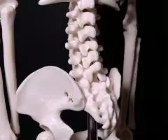 Модель "Скелета человека 85 см" анатомический - 5