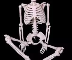 Модель "Скелета человека 85 см" анатомический - 6