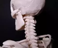 Модель "Скелета человека 85 см" анатомический - 7