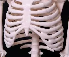 Модель "Скелета человека 85 см" анатомический - 8