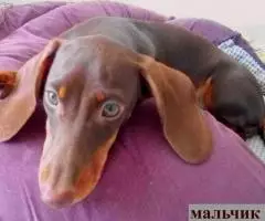 ТАКСА миниатюрная- подрощенный щенок - 2