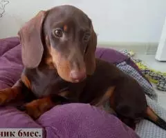 ТАКСА миниатюрная- подрощенный щенок - 3