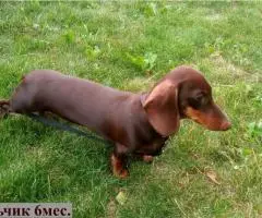 ТАКСА миниатюрная- подрощенный щенок - 4