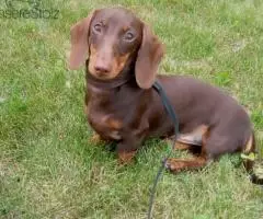 ТАКСА миниатюрная- подрощенный щенок - 5