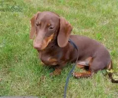 ТАКСА миниатюрная- подрощенный щенок - 6