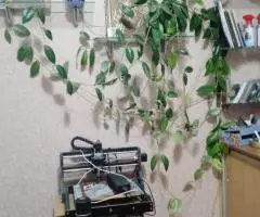 Продаю восковой плющ (лиана) - 2