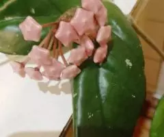 Продаю восковой плющ (лиана) - 3