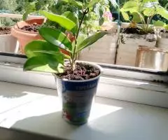 Продаю восковой плющ (лиана) - 4