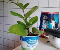 Продаю восковой плющ (лиана) - 5