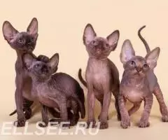 Есть такая кошка- Эльф, бамбино, Двэльф или сфинкс. - 2