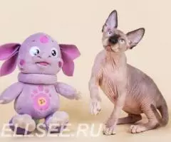 Есть такая кошка- Эльф, бамбино, Двэльф или сфинкс. - 3