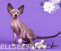 Есть такая кошка- Эльф, бамбино, Двэльф или сфинкс. - 4
