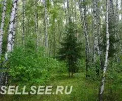 участок 12 соток под застройку. Рядом лес, недалеко ж д стнация - 3