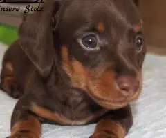 Такса кроличья- шоколадный щенок - 2