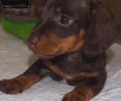 Такса кроличья- шоколадный щенок - 3