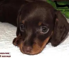 Такса кроличья- шоколадный щенок - 4