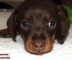 Такса кроличья- шоколадный щенок - 5