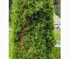 Продам Туя выше 3 метров, саженцы сосны, берёза, ива, ольха, рябина,продам. - 2