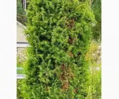 Продам Туя выше 3 метров, саженцы сосны, берёза, ива, ольха, рябина,продам. - 3