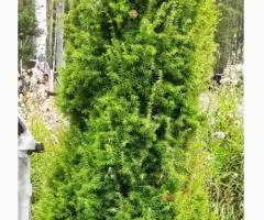 Продам Туя выше 3 метров, саженцы сосны, берёза, ива, ольха, рябина,продам. - 4