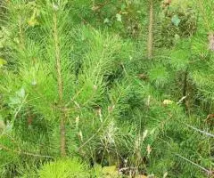 Продам Туя выше 3 метров, саженцы сосны, берёза, ива, ольха, рябина,продам. - 5