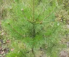 Продам Туя выше 3 метров, саженцы сосны, берёза, ива, ольха, рябина,продам. - 6