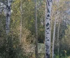 Участок 5,5 соток в Озерецкое, Дмитровский г.о. - 4