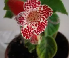 Колерия, молодое растение - 2