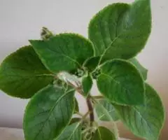 Колерия, молодое растение - 3