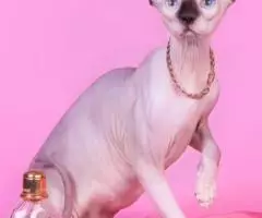 Нежные, как лебяжий пух, котятаЭльф, бамбино, Двэльф или . ... - 2